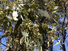 Eucalyptus behriana