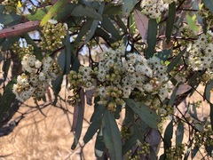 Eucalyptus behriana