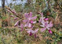 Dipodium ensifolium