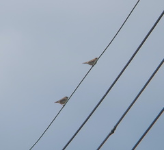 Anthus rubescens japonicus