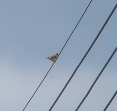 Anthus rubescens japonicus