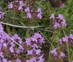 Thymus schischkinii