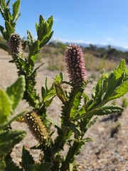 Pterocaulon serrulatum