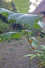 Solanum sessiliflorum
