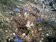 Iris planifolia