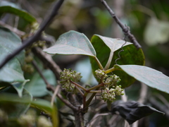 Tetrastigma leucostaphylum