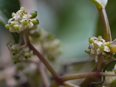 Tetrastigma leucostaphylum