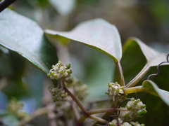 Tetrastigma leucostaphylum