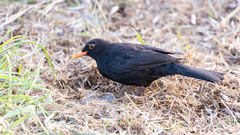 Turdus merula