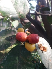 Ficus drupacea