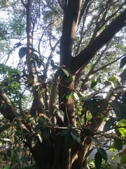 Ficus drupacea