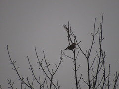 Coccothraustes coccothraustes