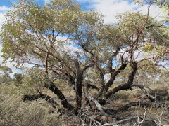 Eucalyptus glomerosa