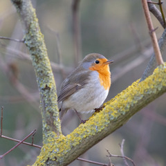 Erithacus rubecula