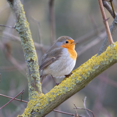 Erithacus rubecula