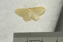 Idaea dilutaria