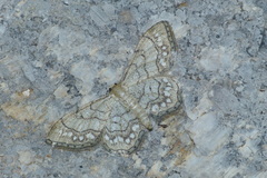 Idaea moniliata