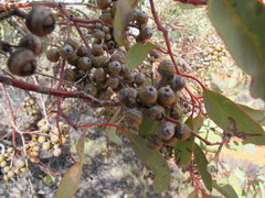Eucalyptus glomerosa