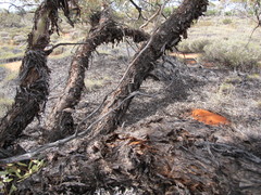 Eucalyptus glomerosa