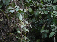 Tetrastigma leucostaphylum