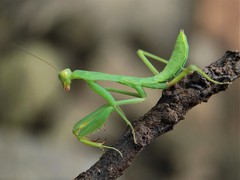 Hierodula tenuidentata