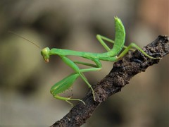 Hierodula tenuidentata