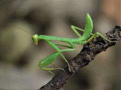 Hierodula tenuidentata