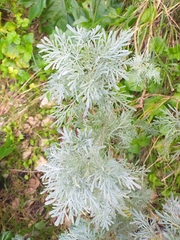 Artemisia arborescens