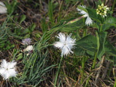 Dianthus plumarius praecox