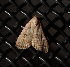 Alapadna pauropis