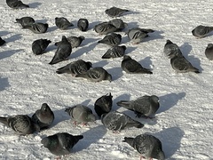 Columba livia domestica