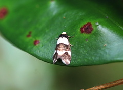 Eulechria triferella
