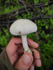 Leucoagaricus leucothites