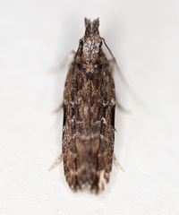 Hypatima dermatica