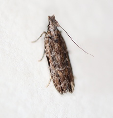 Hypatima dermatica