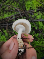 Leucoagaricus leucothites