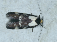 Palimmeces leucopelta