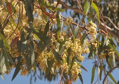 Eucalyptus behriana
