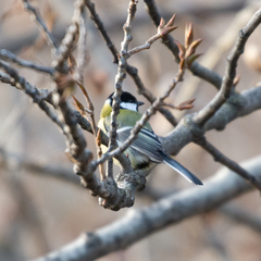Parus major