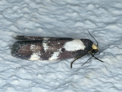 Palimmeces leucopelta