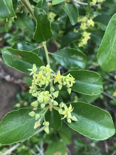 Loeseneriella crenata (Loeseneriella crenata)