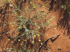 Leptorhynchos baileyi