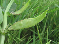 Vicia serratifolia