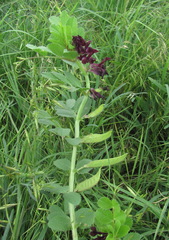 Vicia serratifolia
