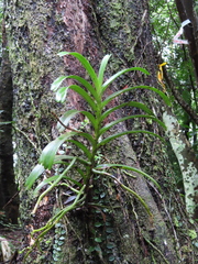 Cleisostoma paniculatum