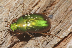 Pyronota punctata
