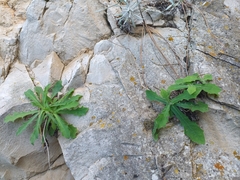 Hypochaeris laevigata