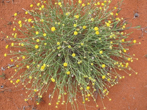Woolly Buttons (Leptorhynchos baileyi)