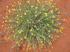 Leptorhynchos baileyi