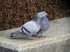 Columba livia domestica